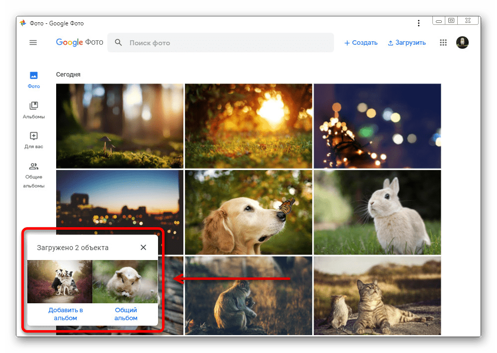 Успешная загрузка изображений с компьютера на веб-сайте Google Фото