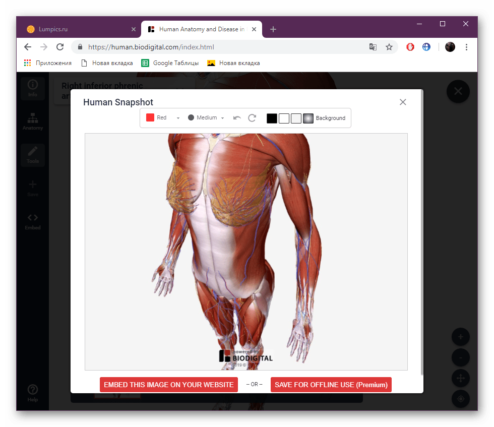 Сохранить скриншот на сайте BioDigital