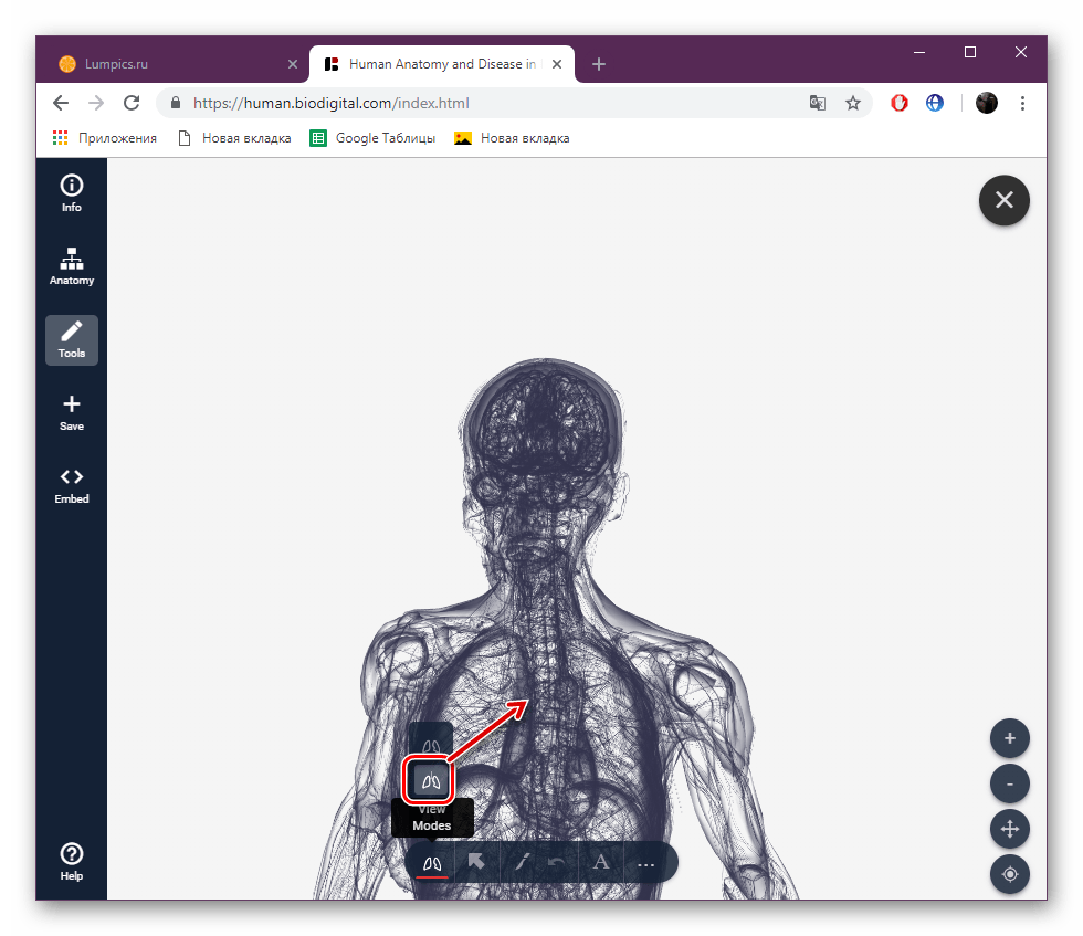 Изменение вида на сайте BioDigital