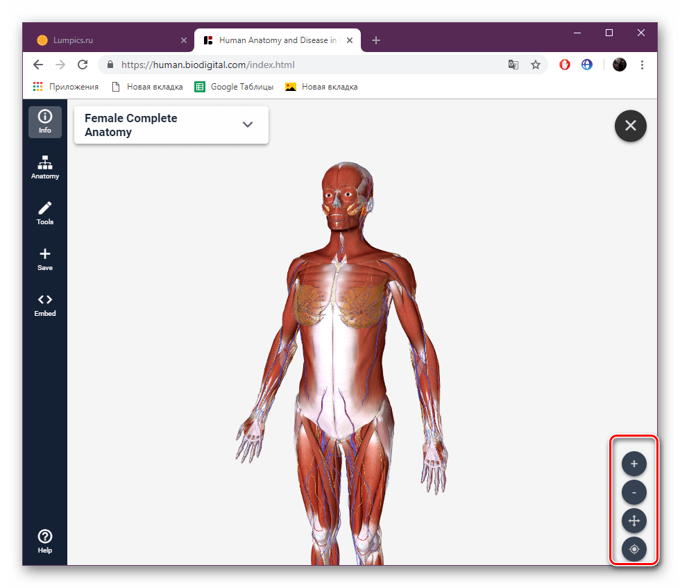 Управление скелетом на сайте BioDigital