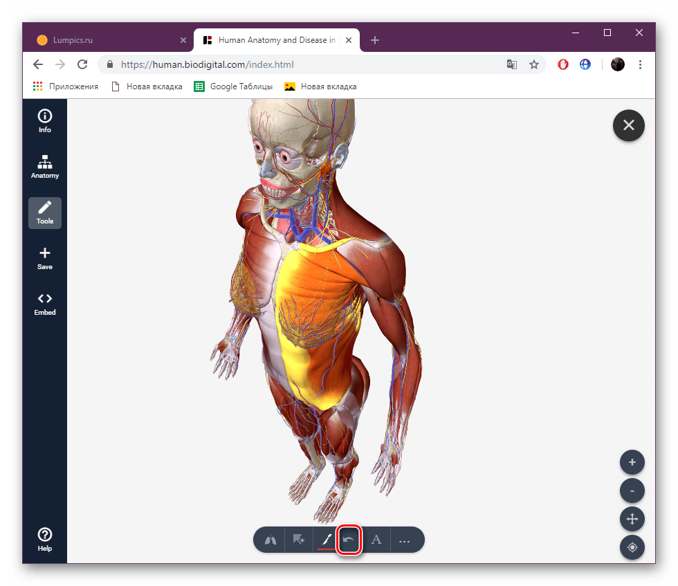 Отменить действие на сайте BioDigital