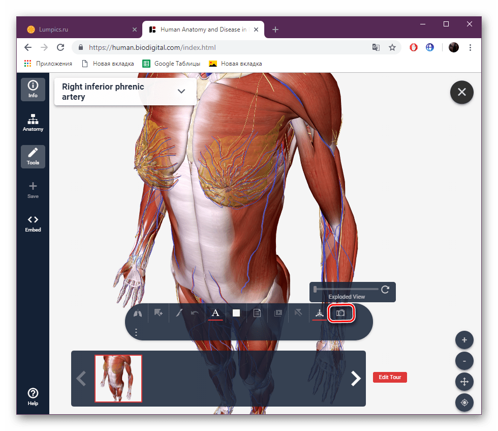 Перейти к созданию скриншота на сайте BioDigital