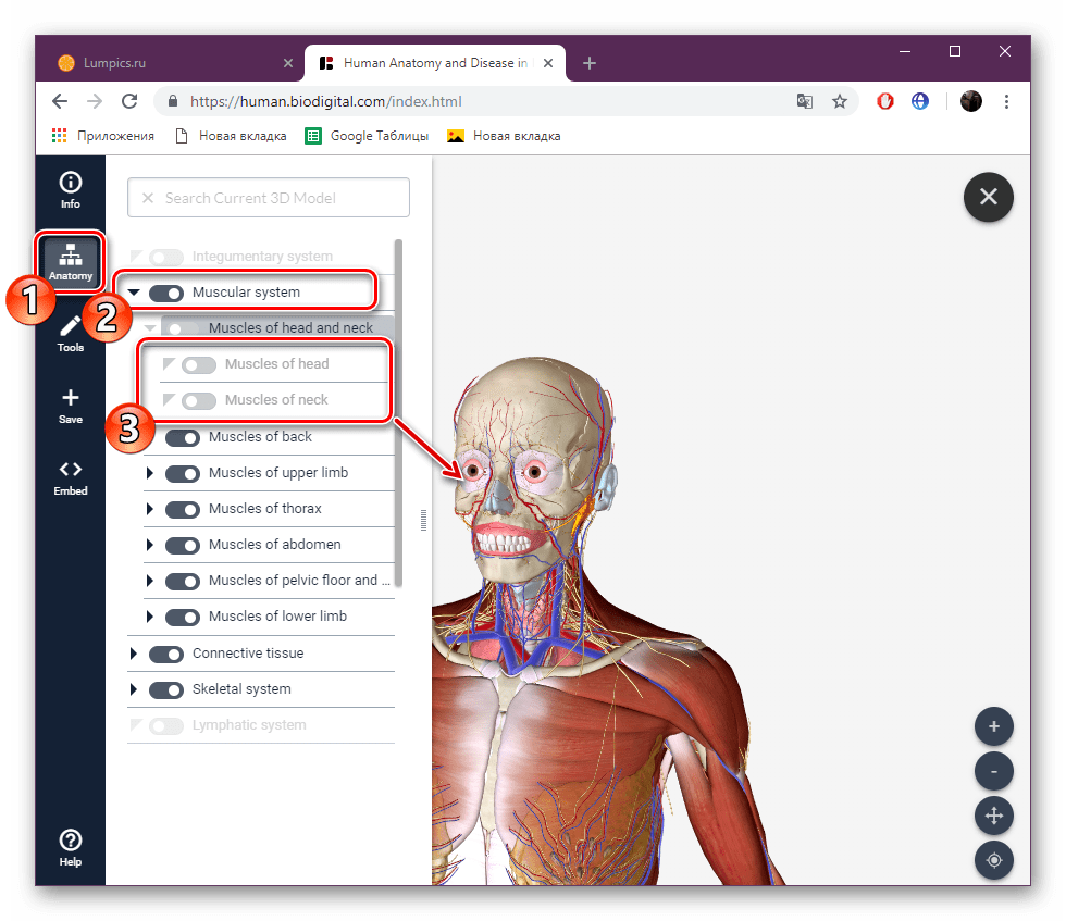 Включение отключение отображения частей на сайте BioDigital