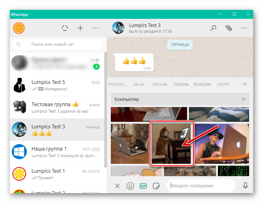 WhatsApp для Windows выбор гифки для отправки через мессенджер в каталоге GIPHY