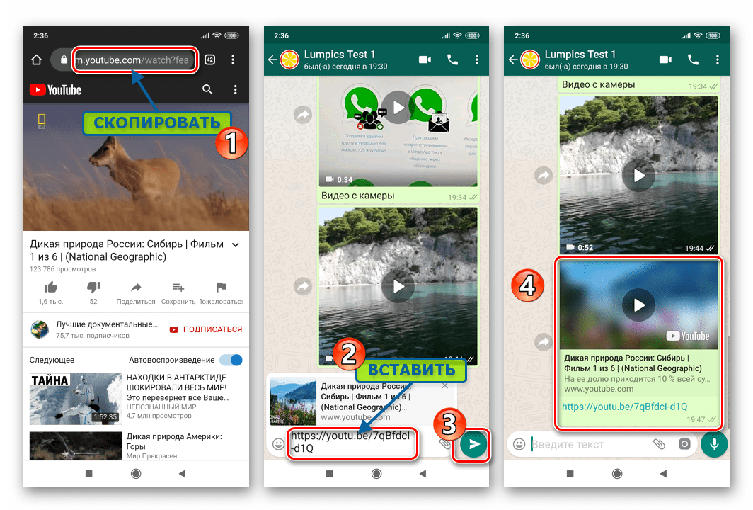 WhatsApp для Android копирование ссылки на видео с интернет-ресурса и ее вставка в сообщение